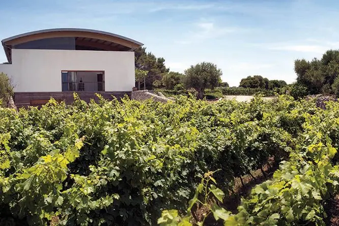 Vinya i celler al sud de Menorca, parada de la ruta del vi amb cotxe